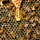 Las abejas macho ciegan a las reinas después de aparear con ellas. ¿Su objetivo? Evitar que busquen a otros.